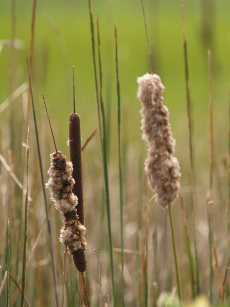 Common Cattail (Typha latifolia)