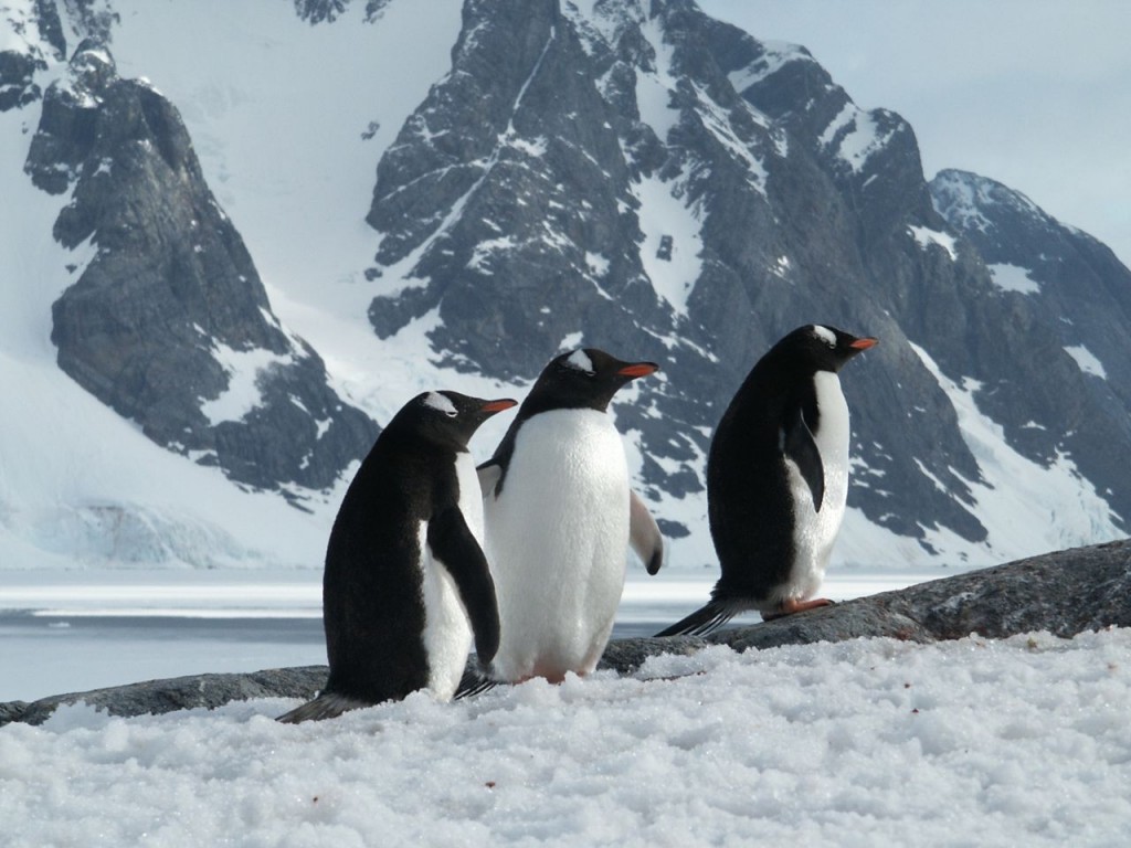 Gentoo Penguins, Pleneau Island, Antarctica, January 4, 2002