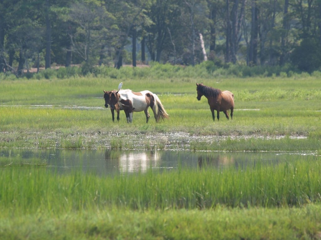 Chincoteague Ponies