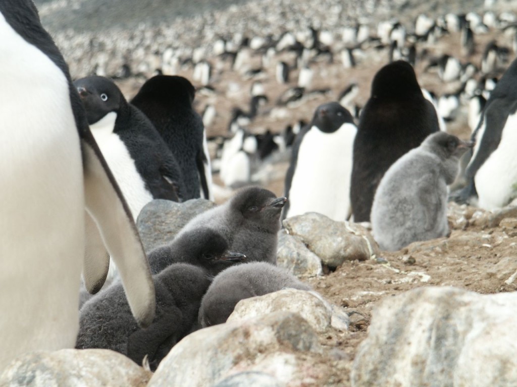 Adelie Baby Penguins, Devil Island, Antarctica, January 2, 2002