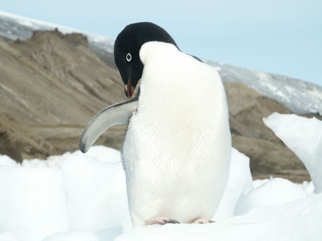 Adelie Penguin, Snow Hill Island, Antarctica, January 2, 2002