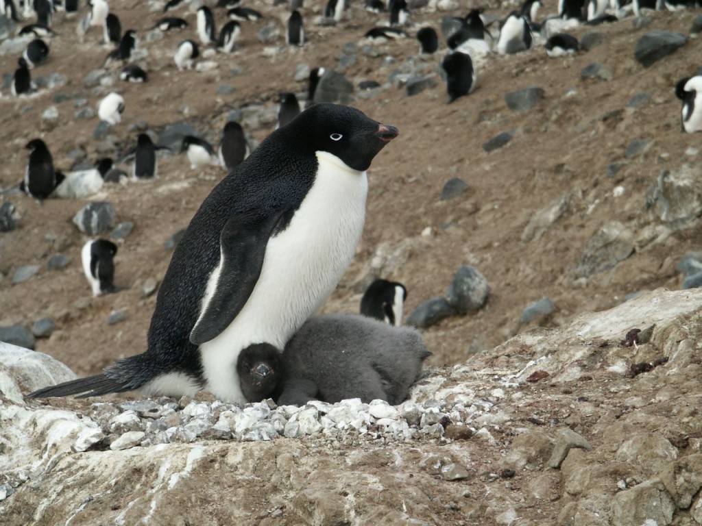 Adelie Penguin and Baby, Devil Island, Antarctica, January 2, 2002