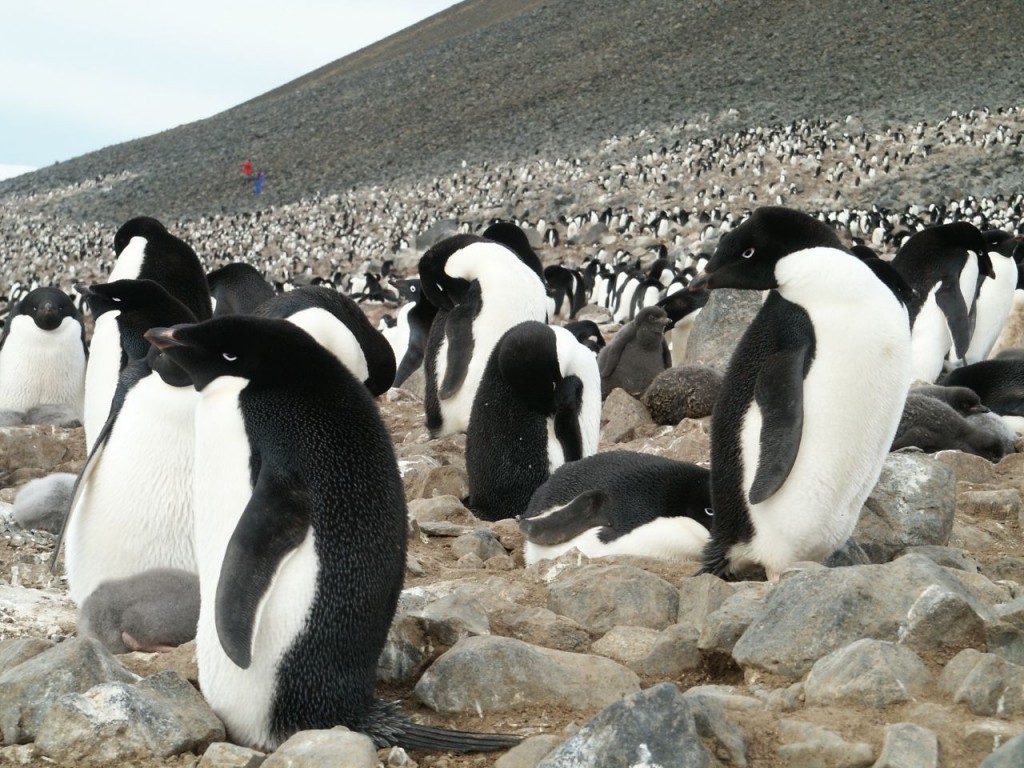 Adelie Penguins, Devil Island, Antarctica, January 2, 2002