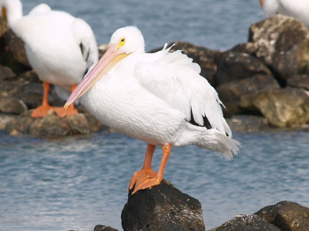 American white pelican, Rockport, Texas, USA, December 27, 2008