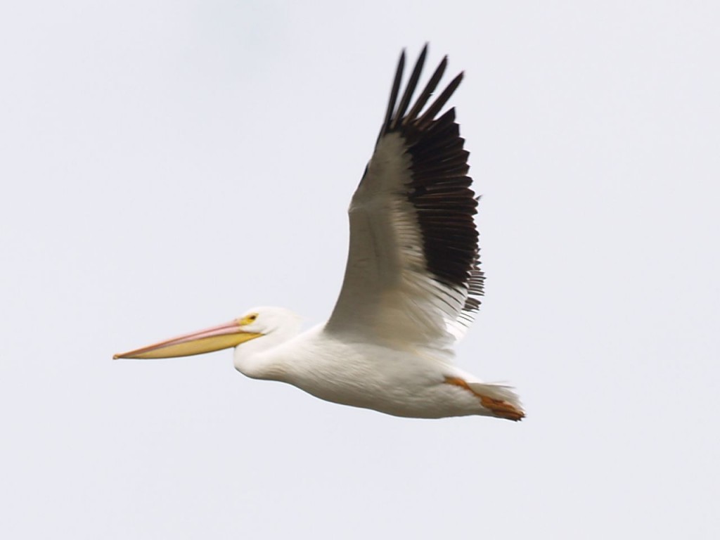 American white pelican, Pea Island National Wildlife Refuge, Rodanthe, North Carolina, USA, November 25, 2009