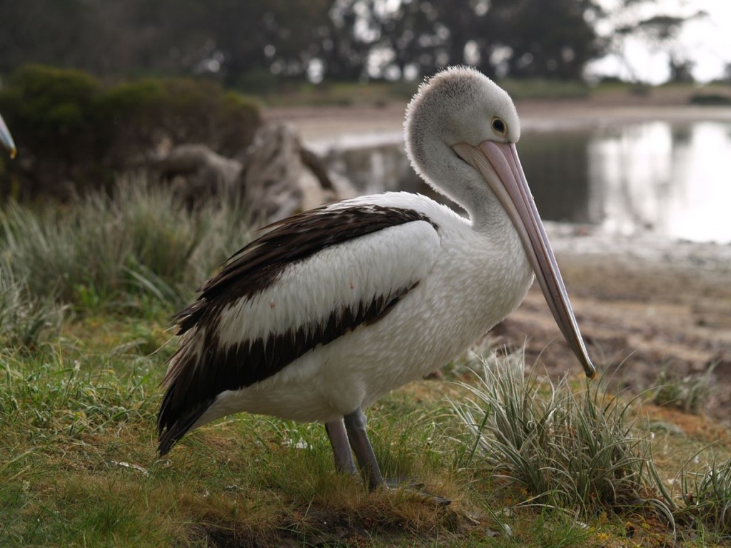 Australian Pelican, Kangaroo Island, South Australia, Australia, October 5, 2010