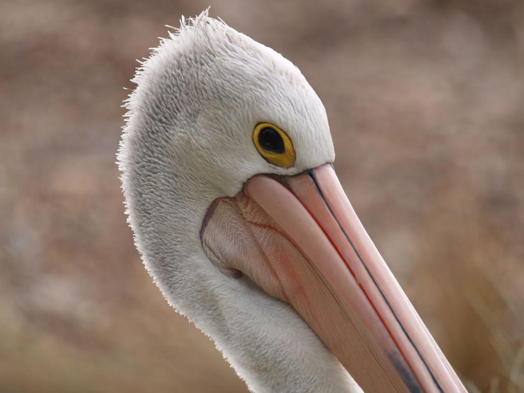 Australian Pelican, Kangaroo Island, South Australia, Australia, October 5, 2010