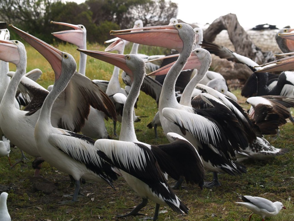 Australian Pelican, Kangaroo Island, South Australia, Australia, October 5, 2010