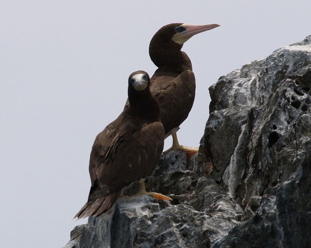 Brown boobies, Punta Sul, Parque Nacional Jeannette Kawas, Tela, Honduras, May 28, 2007