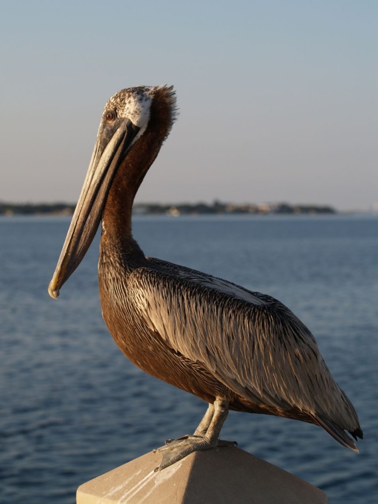 Brown Pelican (adult), St. Petersburg, Florida, USA, June 28, 2012