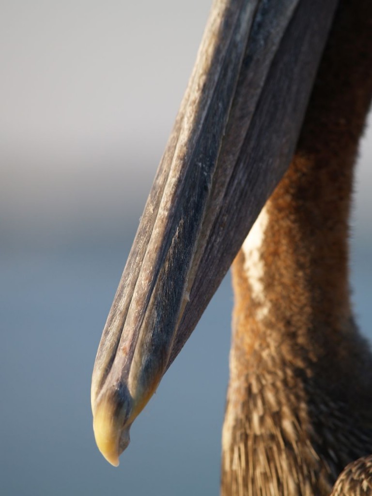 Brown Pelican (adult), St. Petersburg, Florida, USA, June 28, 2012