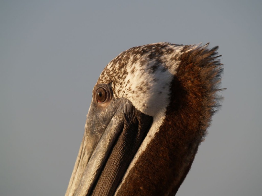 Brown Pelican (adult), St. Petersburg, Florida, USA, June 28, 2012