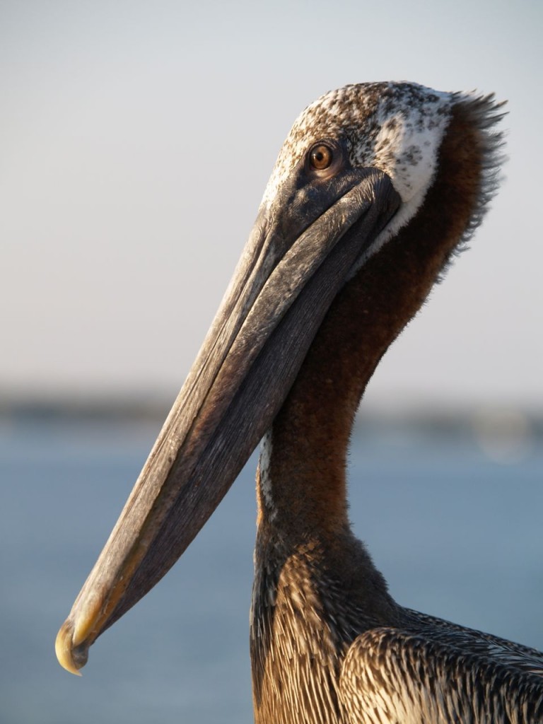 Brown Pelican (adult), St. Petersburg, Florida, USA, June 28, 2012