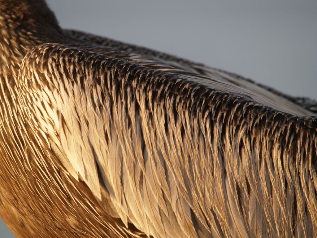 Brown Pelican (adult), St. Petersburg, Florida, USA, June 28, 2012