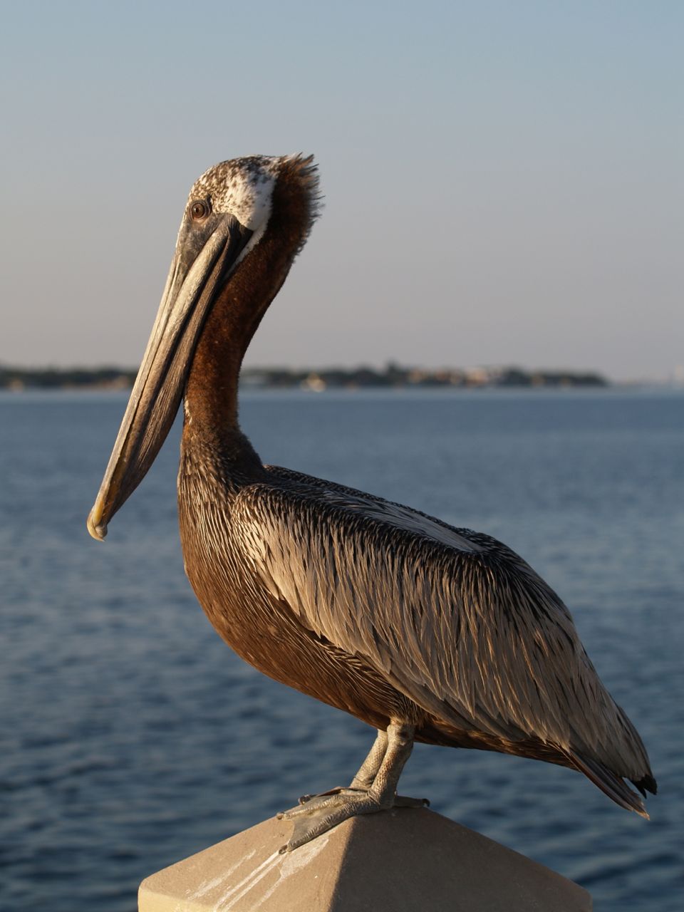 Brown Pelican Geeky Girl Engineer