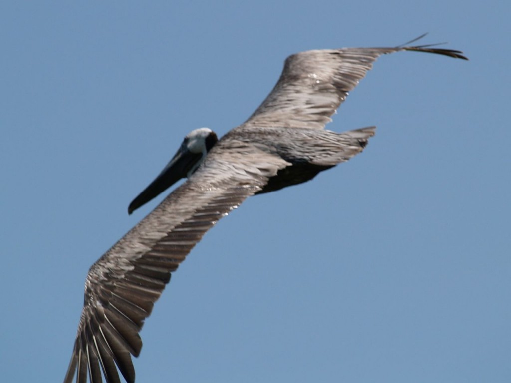 Brown Pelican, Pea Island National Wildlife Refuge, Rodanthe, North Carolina, USA, June 28, 2008