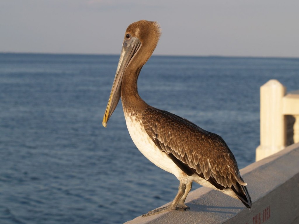 Brown Pelican (juvenile), St. Petersburg, Florida, USA, June 28, 2012