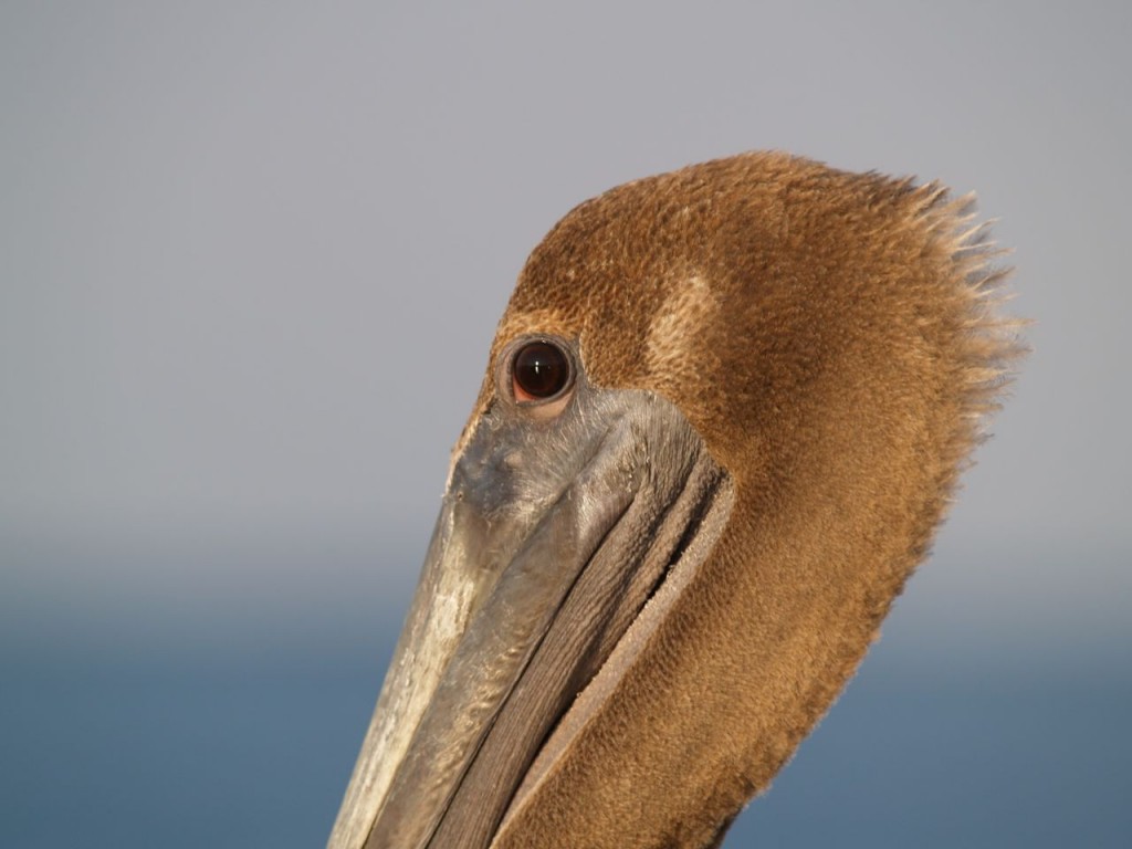 Brown Pelican (juvenile), St. Petersburg, Florida, USA, June 28, 2012