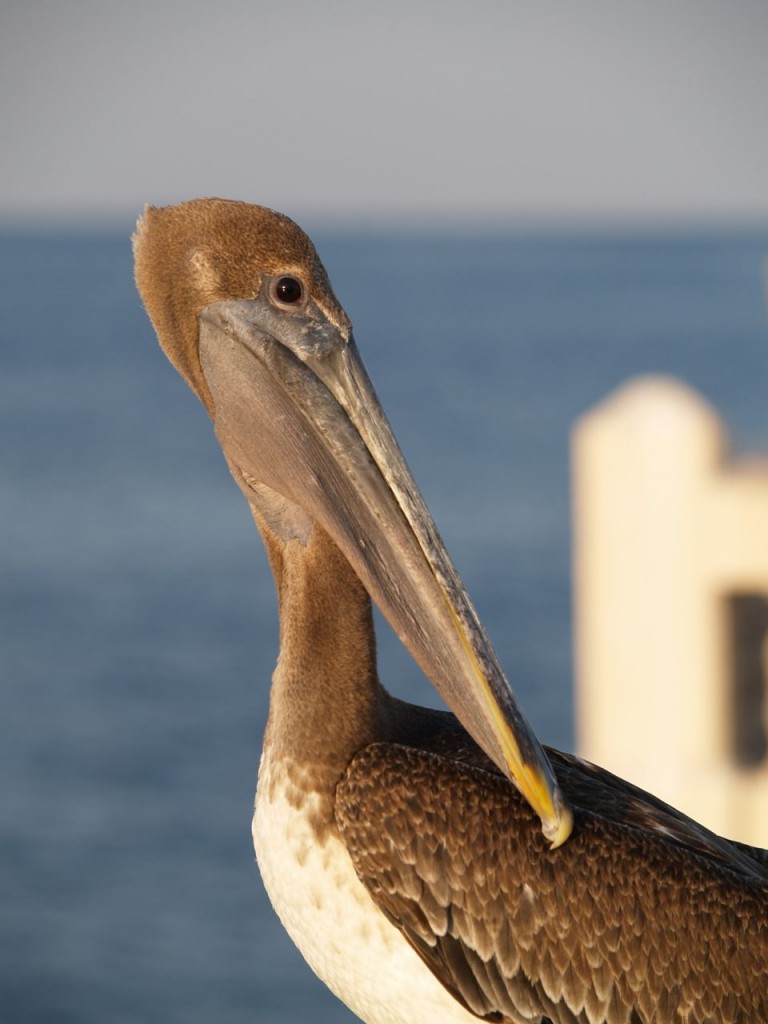 Brown Pelican (juvenile), St. Petersburg, Florida, USA, June 28, 2012