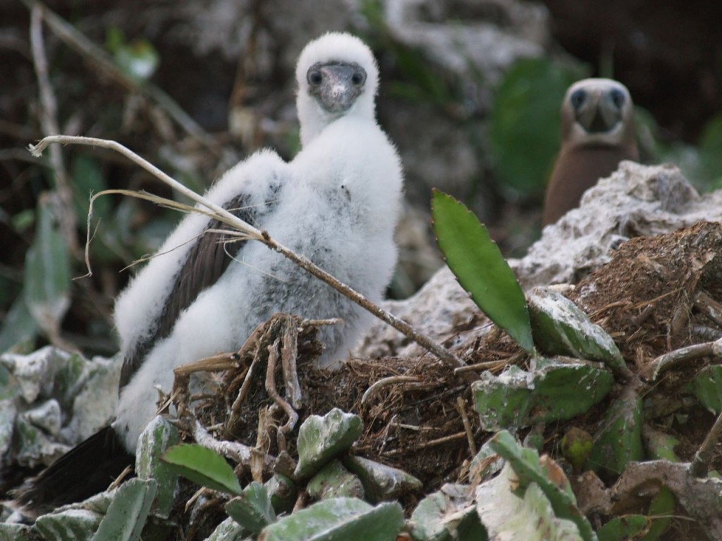 Brown Booby, infant, Otoque Oriente Island, aboga District, Panama, January 15, 2009