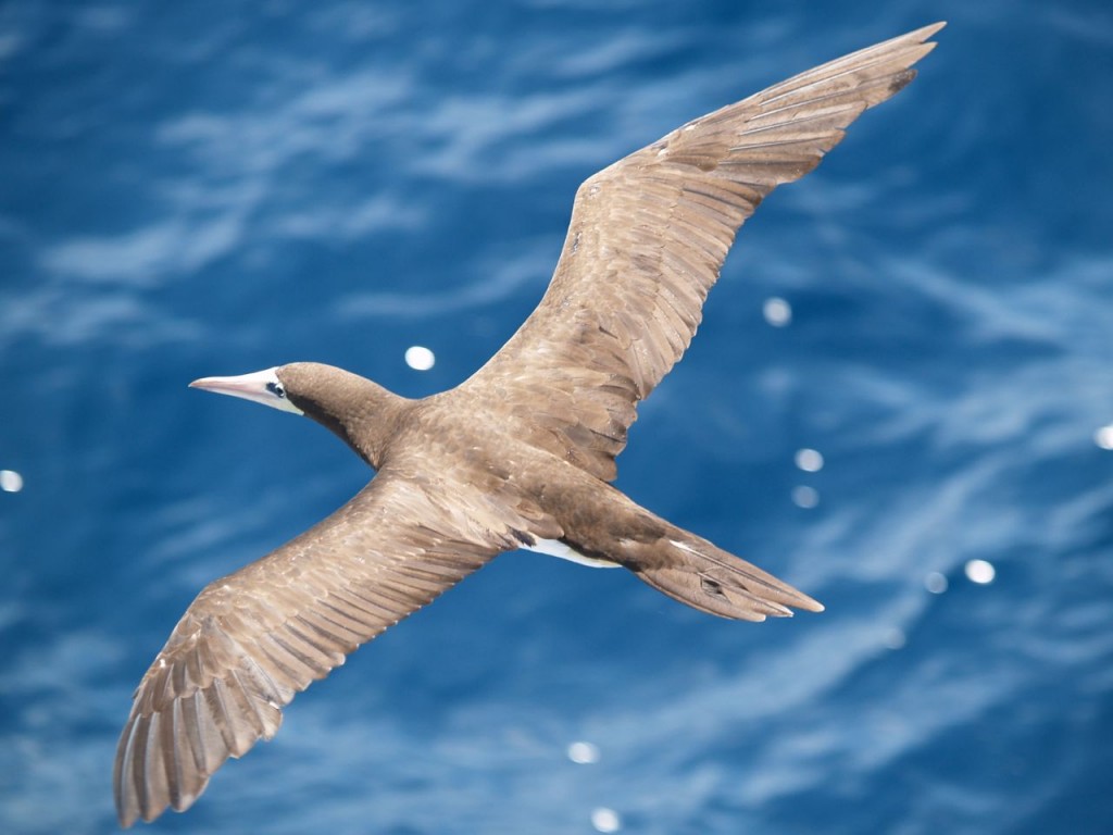 Brown Booby, adult, near Corcovado National Park, Costa Rica, January 12, 2009