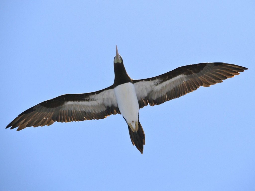 Brown Booby, adult, near Corcovado National Park, Costa Rica, January 12, 2009