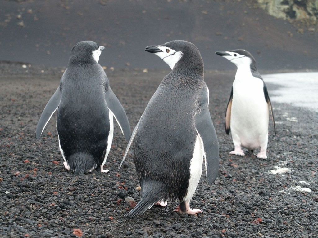 Chinstrap Penguins, Deception Island, Antarctica, January 6, 2002
