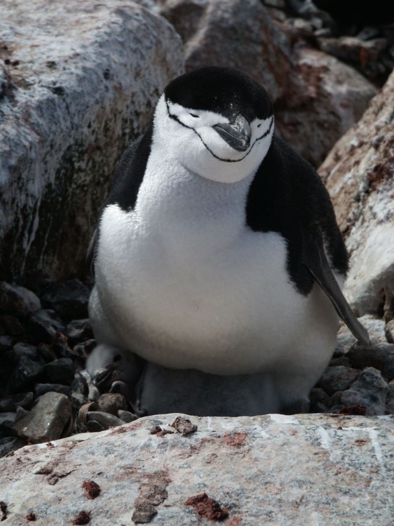 Chinstrap penguin and baby, Hydrurga Island, Antarctica, January 3, 2002