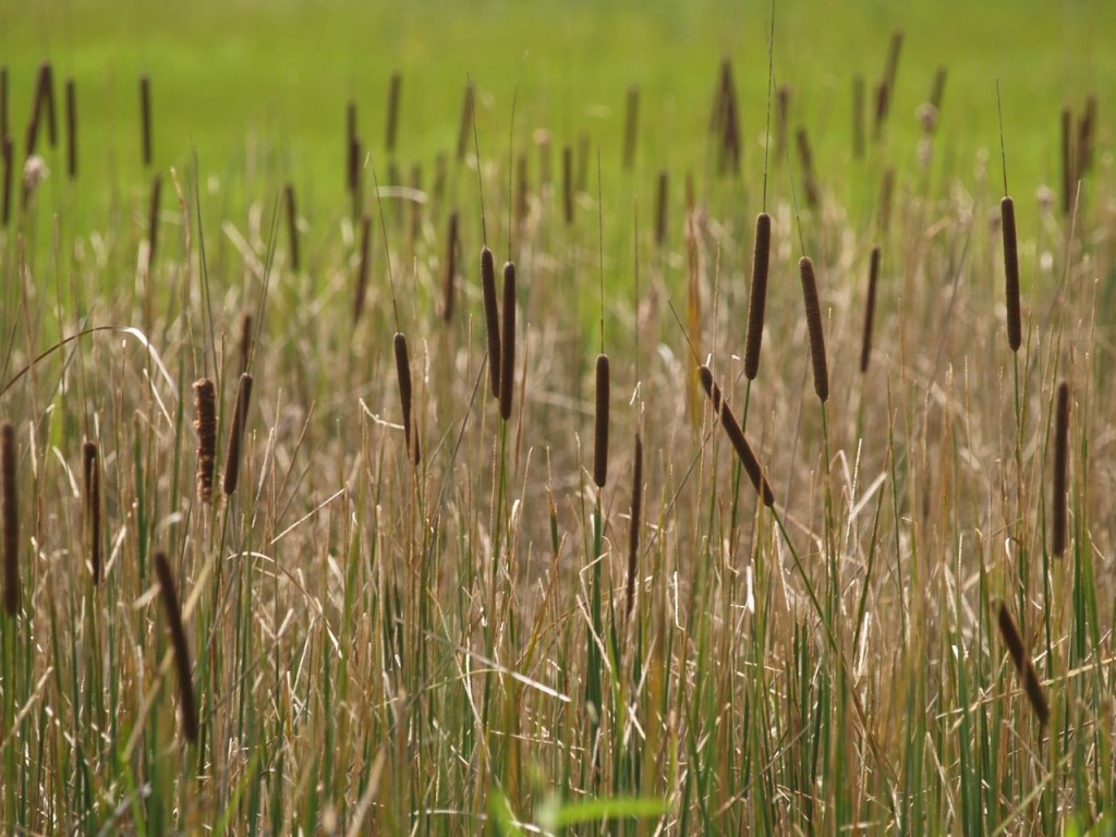 Common Cattail (Typha latifolia)