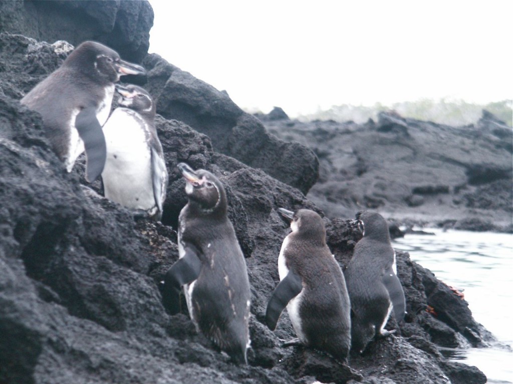 Galapagos penguins, Fernandina Island, Galapagos, Ecuador, January 5, 2005