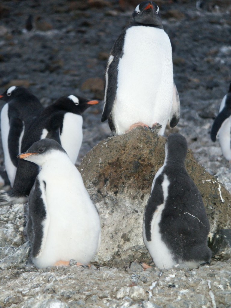 Gentoo Penguin and Babies, Brown Bluff, Antarctica Continent, January 2, 2002