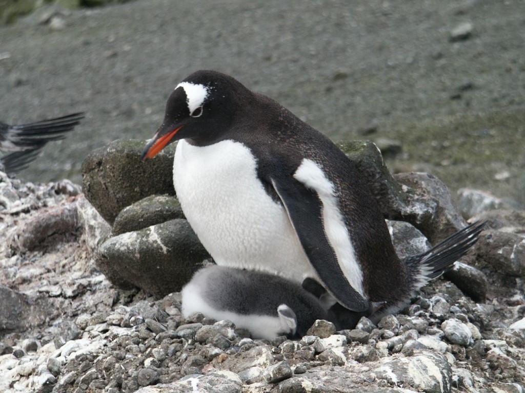 Gentoo Penguin and Baby, Aitcho Island, Antarctica, December 31, 2001