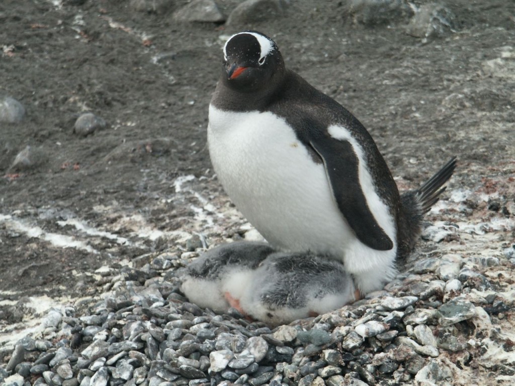 Gentoo Penguin and Babies, Aitcho Island, Antarctica, December 31, 2001
