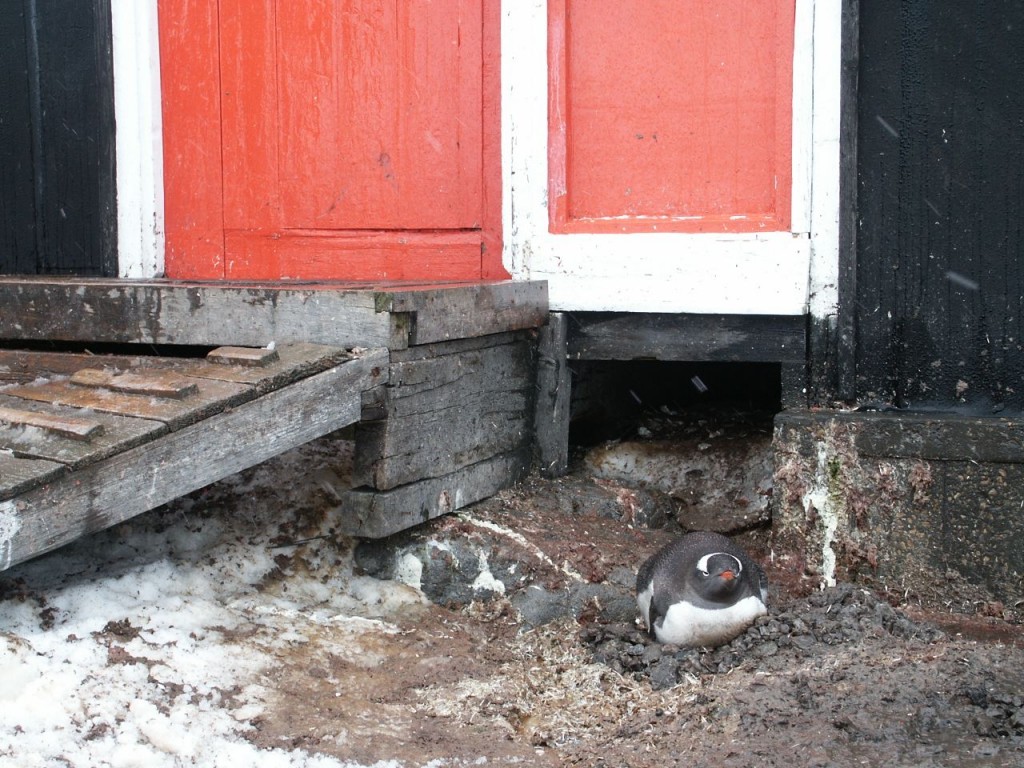 Gentoo Penguin, Port Lockroy, Weinke Island, Antarctica, January 5, 2002