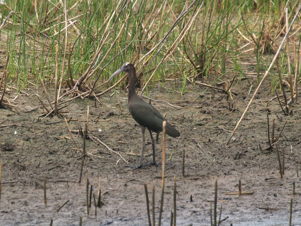 Glossy Ibis (Plegadis falcinellus)