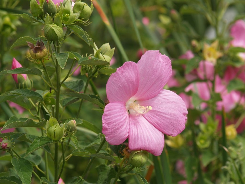 Swamp Rose Mallow (Hibiscus moscheutos)