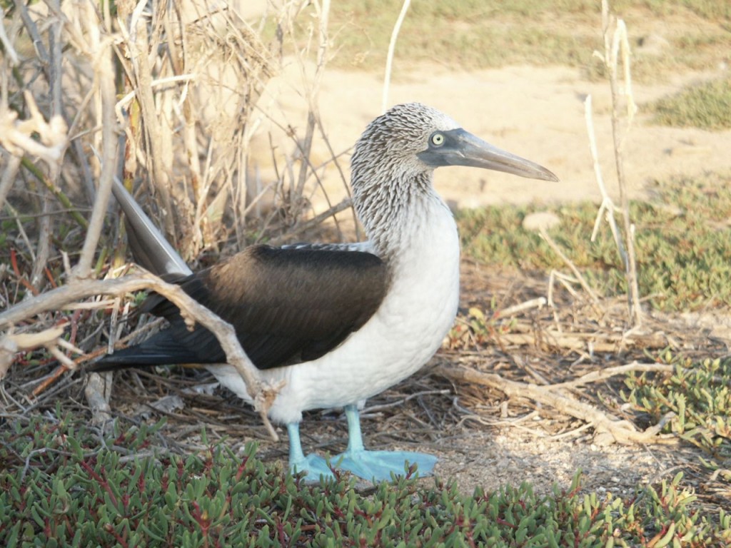 Blue-footed booby, North Seymour Island, Galapagos, Ecuador, January 4, 2005