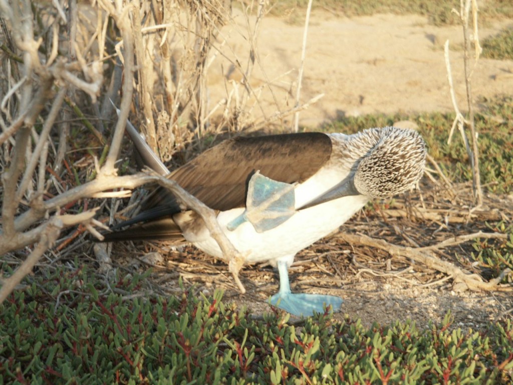 Blue-footed booby, North Seymour Island, Galapagos, Ecuador, January 4, 2005