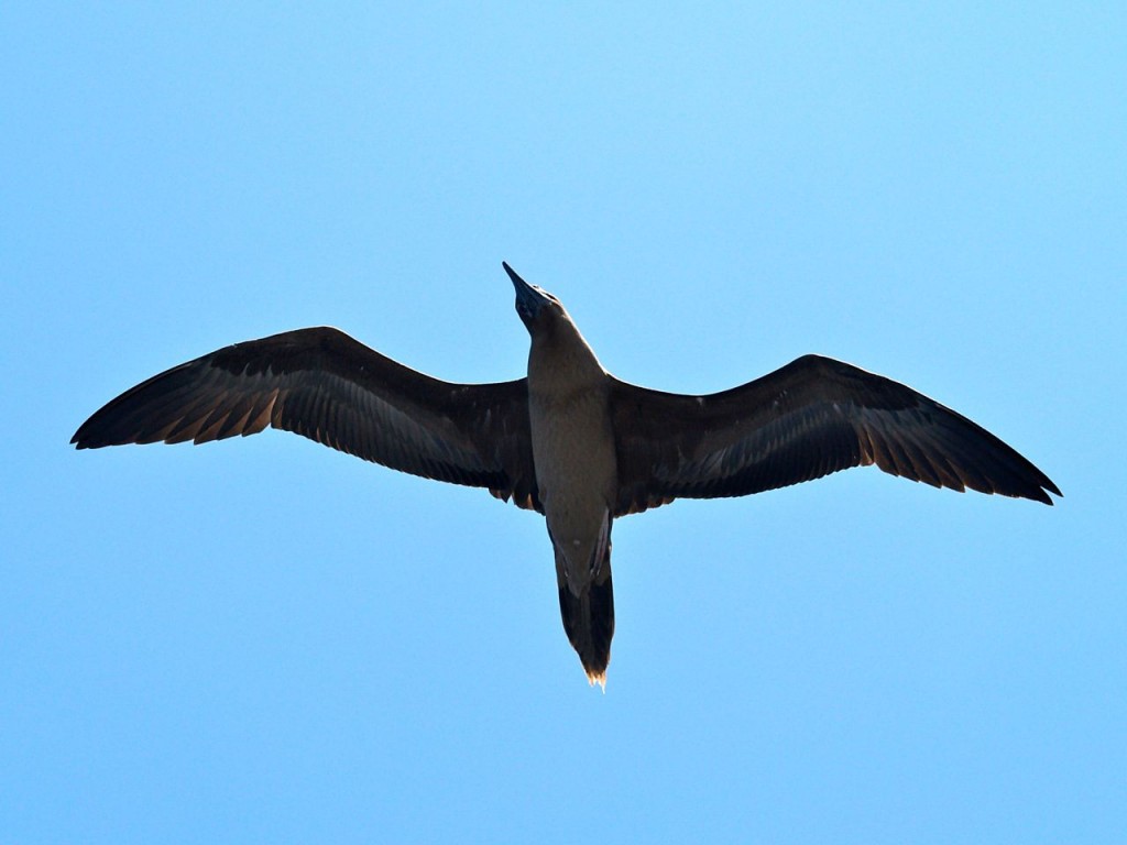 Brown Booby, juvenile, near Corcovado National Park, Costa Rica, January 12, 2009