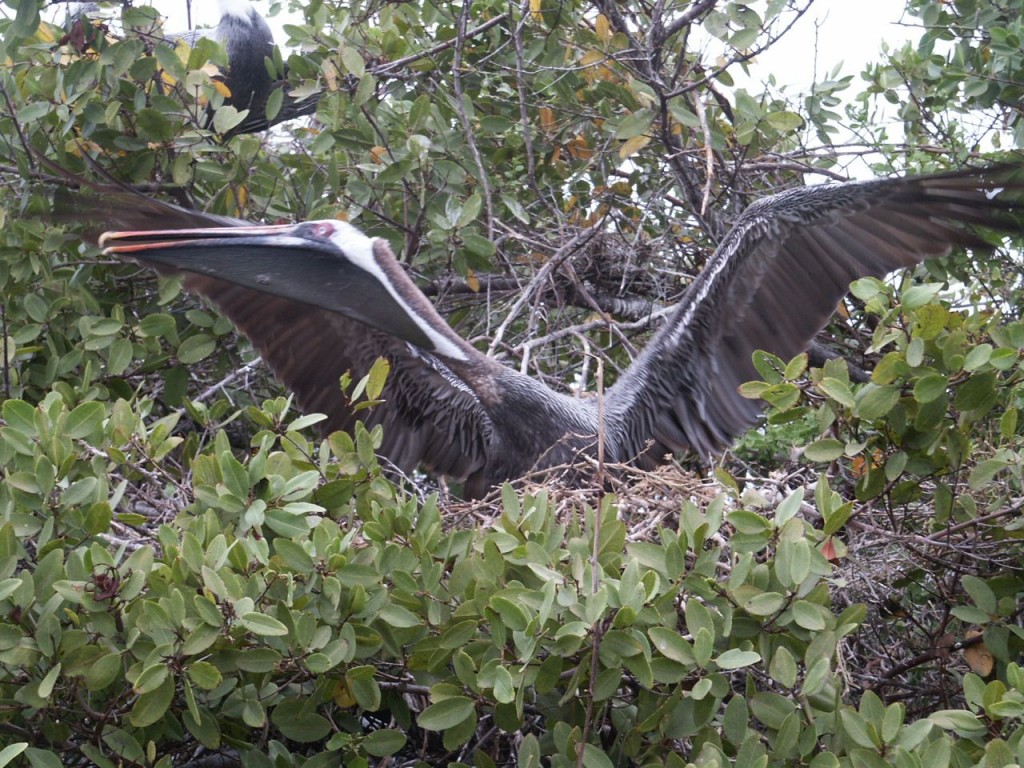 Brown Pelican, Bartolome Island, Galapagos, Ecuador, January 3, 2005