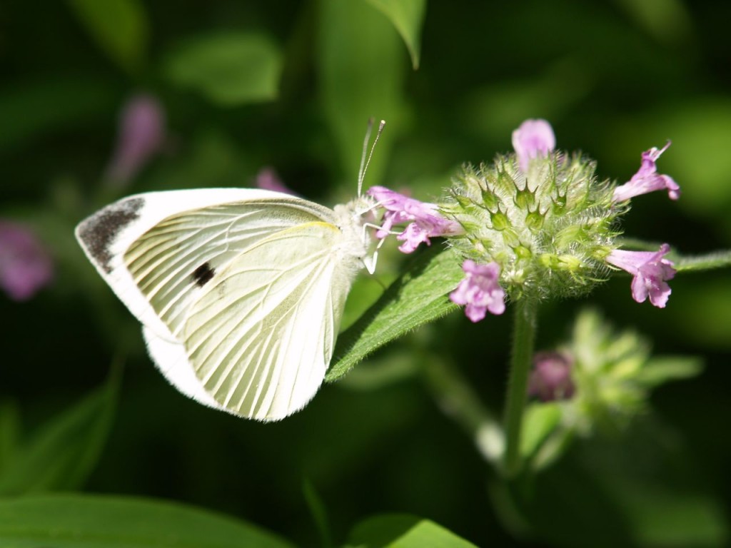 Cabbage White