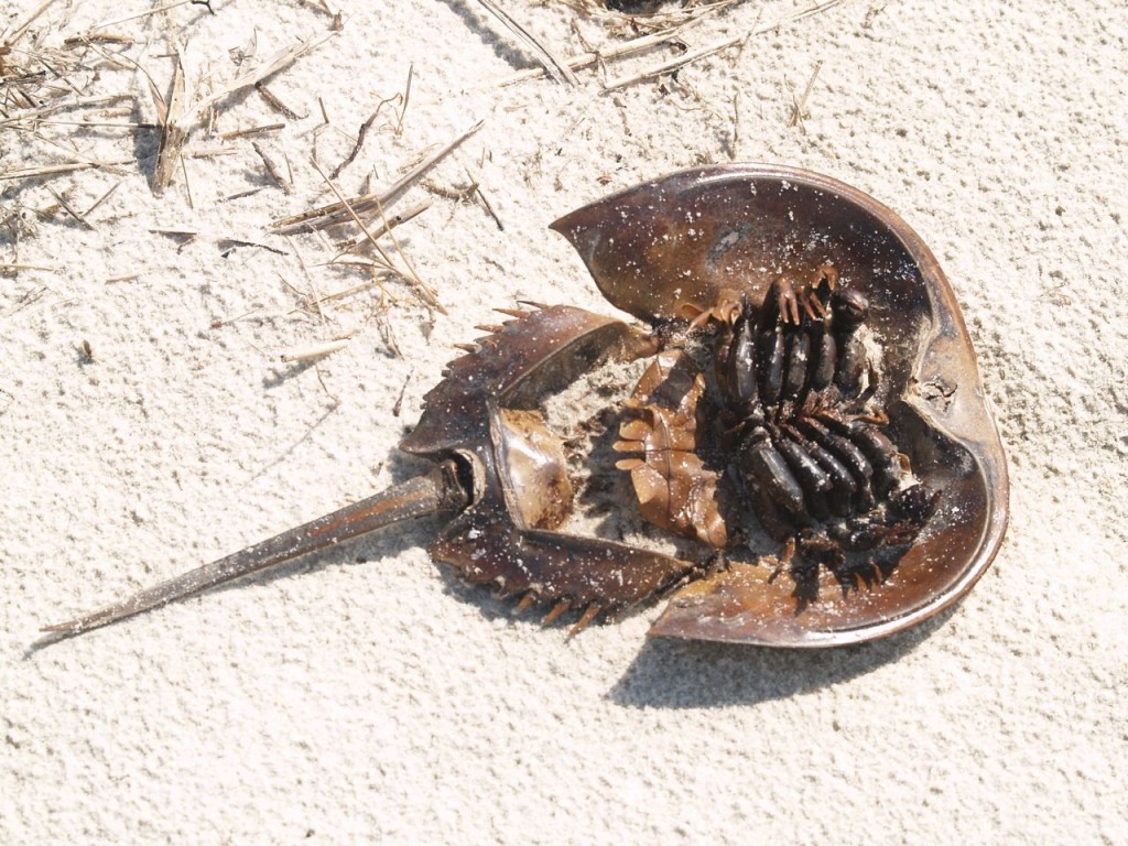 Dead horseshoe crab