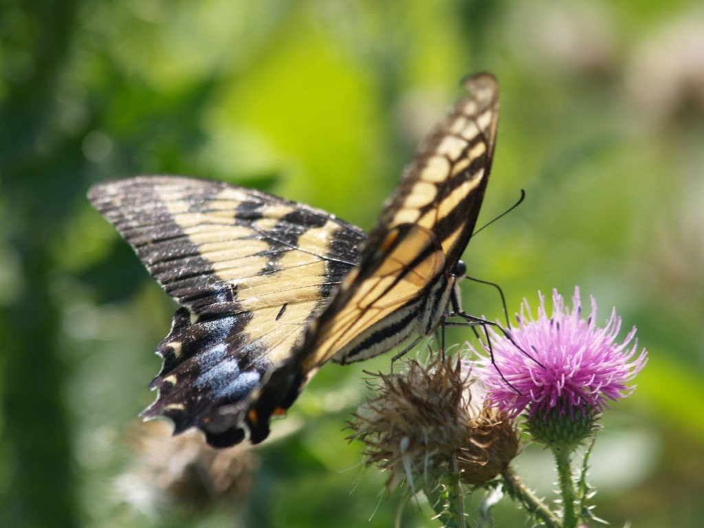 Eastern Tiger Swallowtail