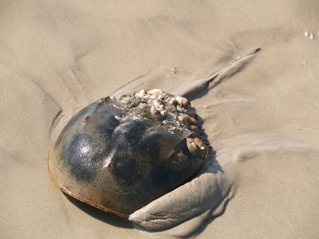 Female horseshoe crab