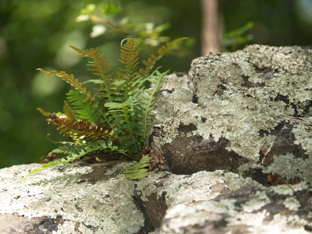 Crack in a rock seems like a good place for a fern to take root