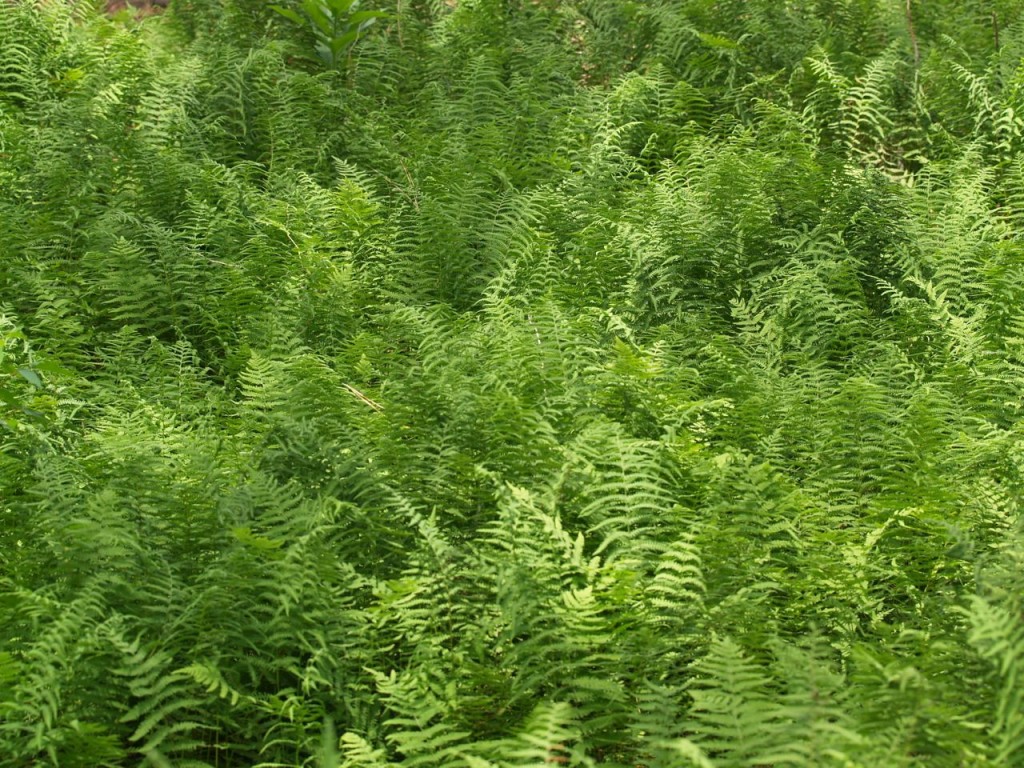 ferns