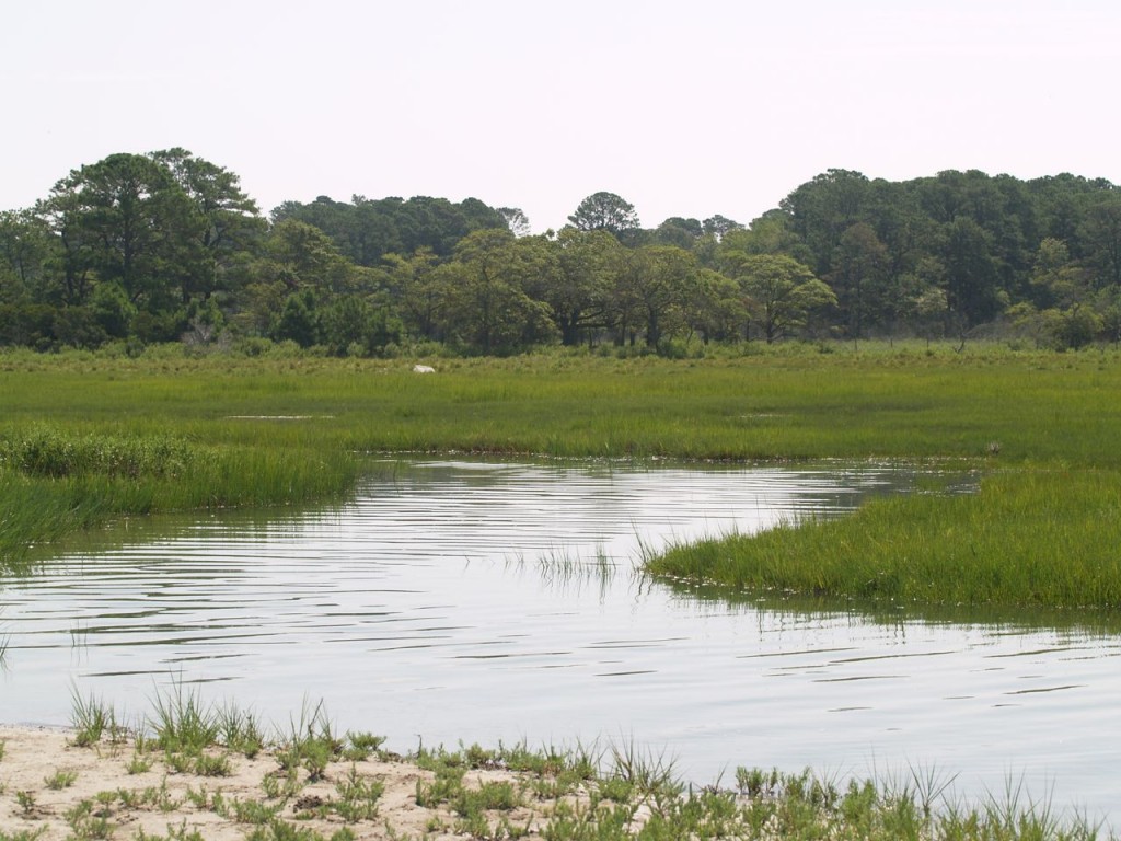 Assateague Island