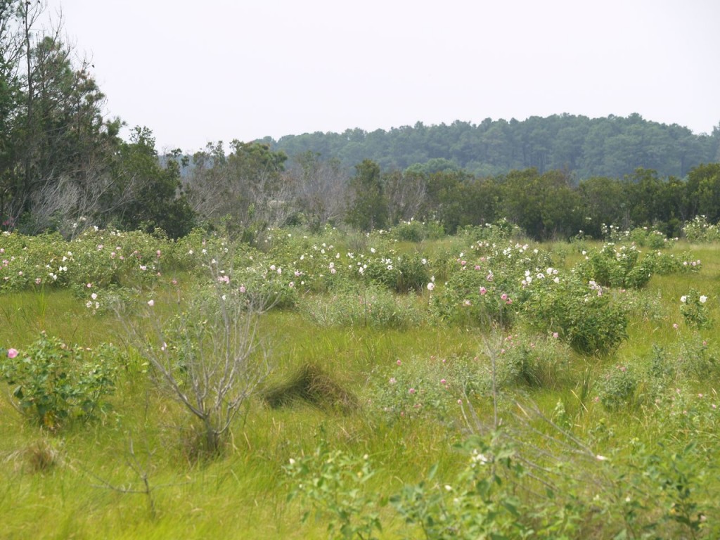 Swamp with swamp roses