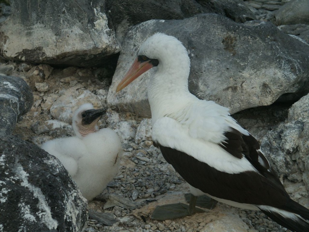 Nazca Booby and juvenile, Espanola Island, Galapagos, Ecuador, January 8, 2005