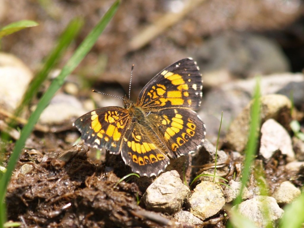 Pearl Crescent